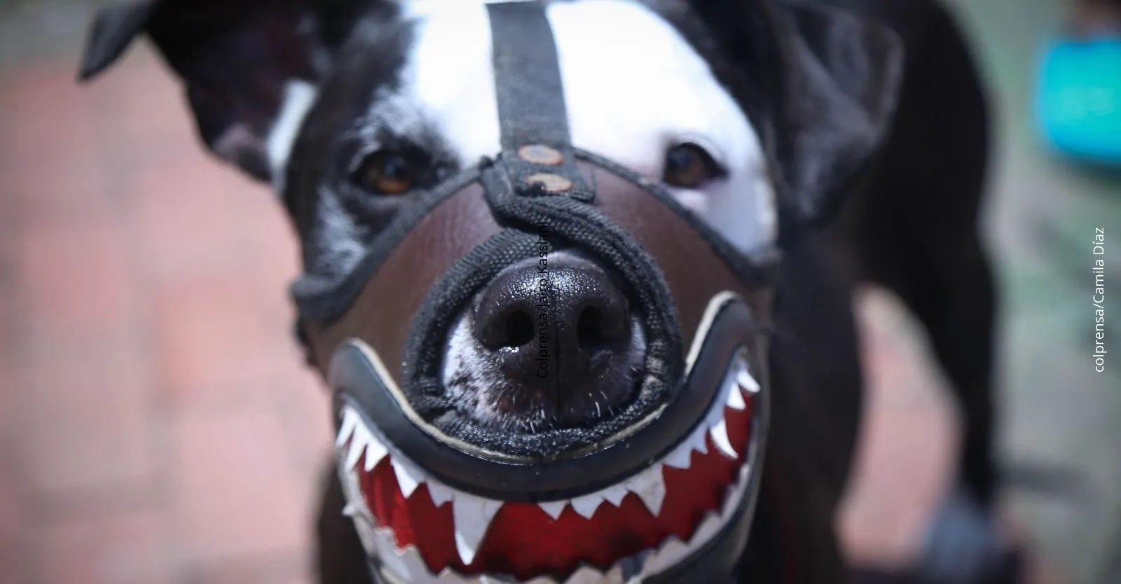 Registro obligatorio de caninos de manejo especial en Bogotá: Paso a paso para realizar el trámite digital
