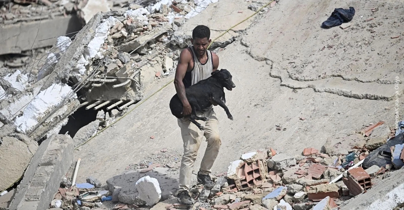 Donaciones para animales afectados por el terremoto en Venezuela: Así puedes ayudar a las mascotas damnificadas