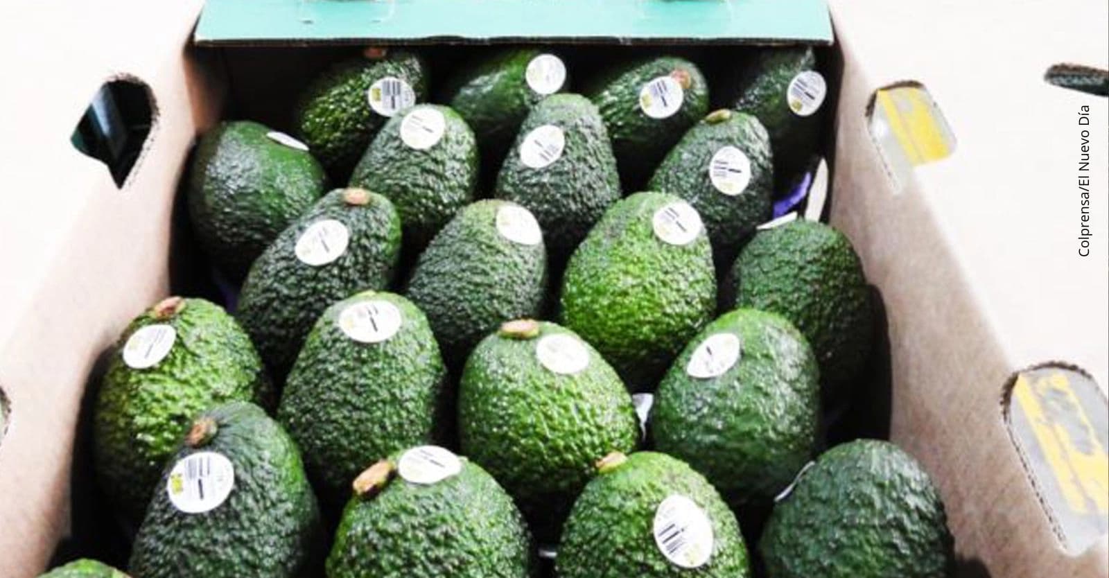 Crisis en las exportaciones del aguacate Hass golpea a productores de Antioquia