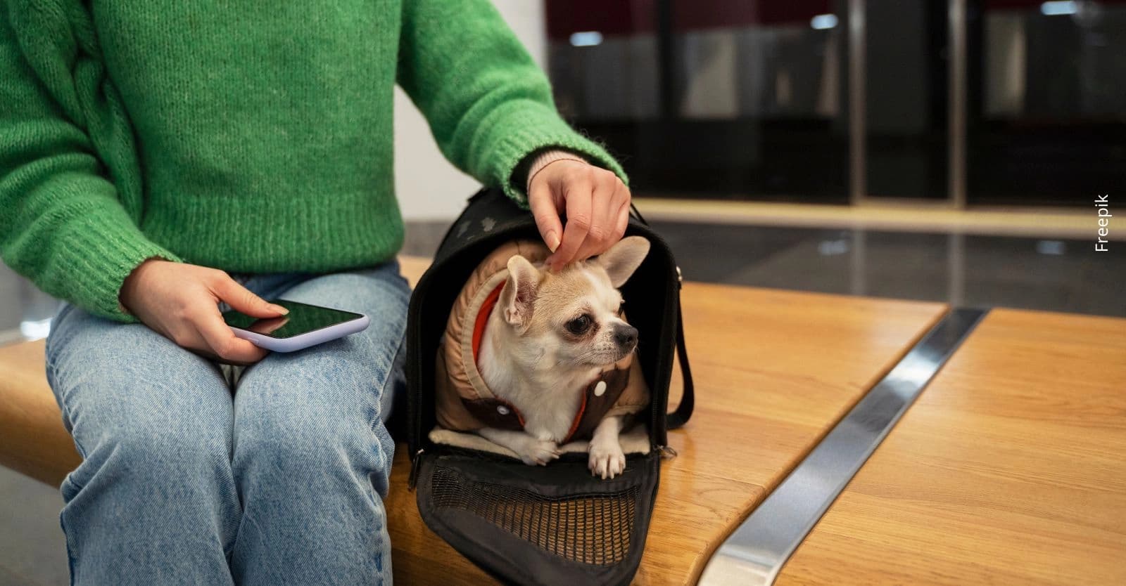¿Cómo cambia la ley las condiciones para transportar mascotas en avión y bus en Colombia?