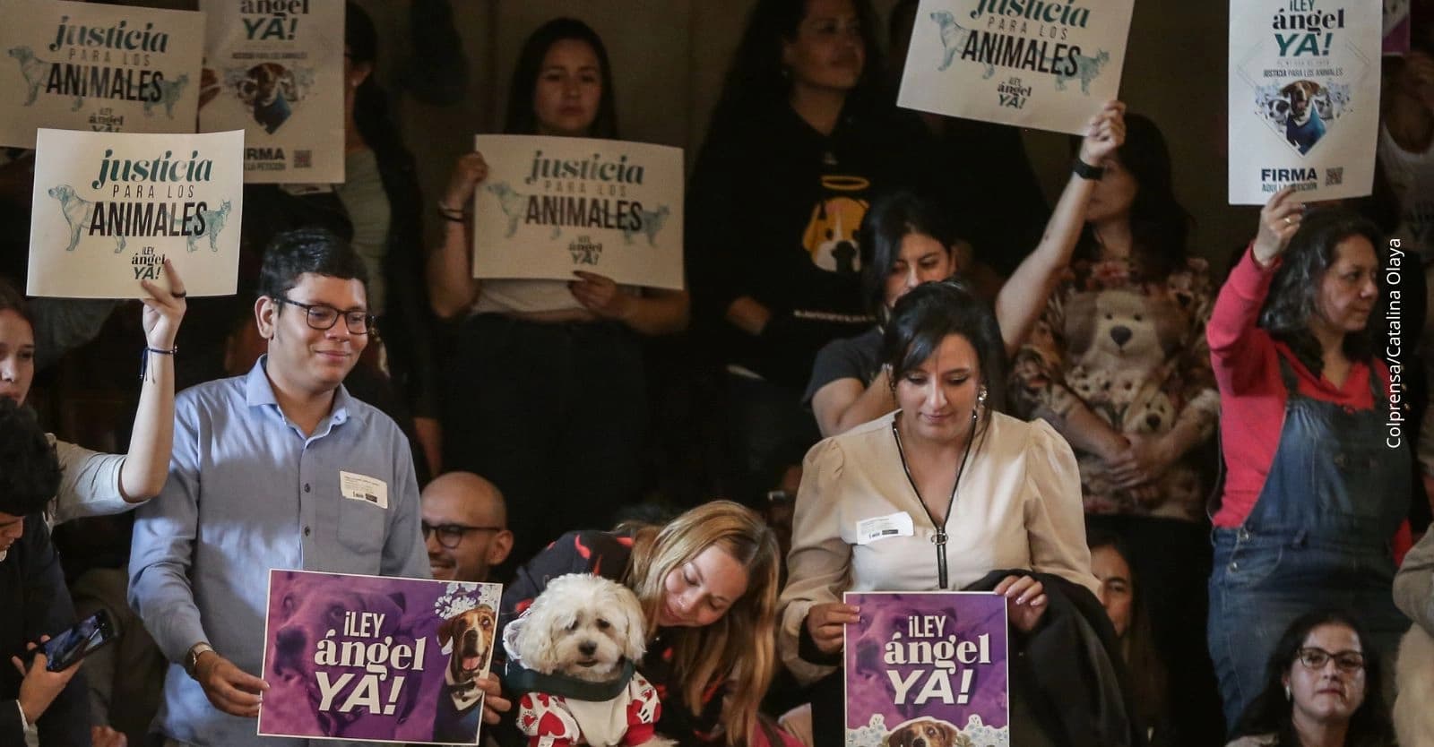 ¿Cómo denunciar cuando se es testigo de maltrato animal en Colombia? Esto dice la ley