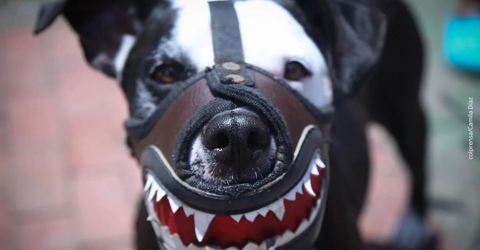 Registro obligatorio de caninos de manejo especial en Bogotá: Paso a paso para realizar el trámite digital