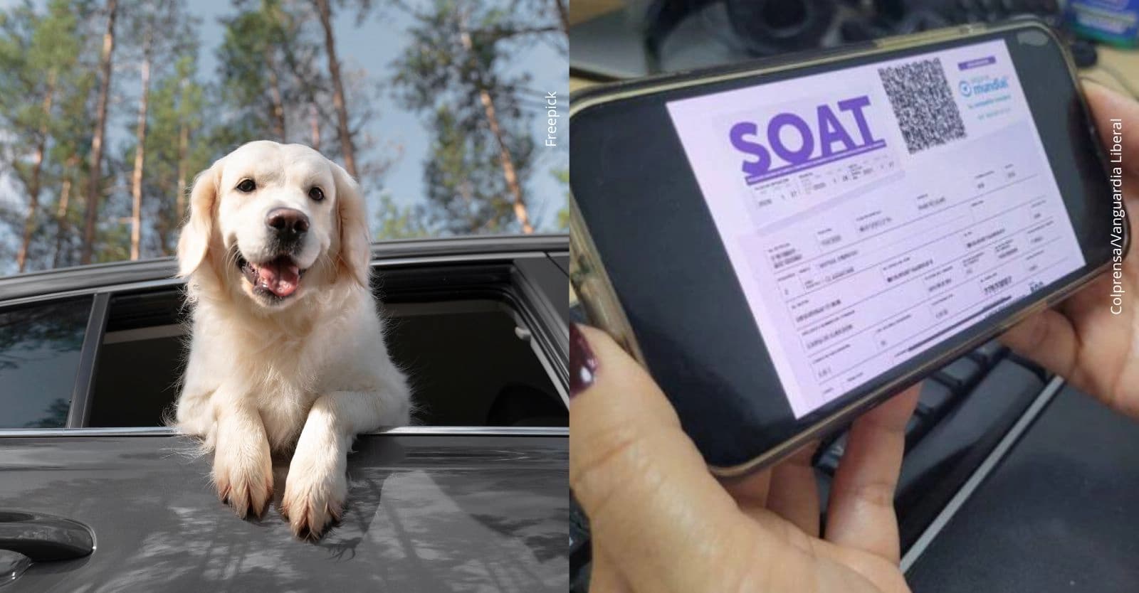 https://newsroom.rcnradio.com/actualidad/soat-podria-cubrir-atencion-veterinaria-a-animales-que-resulten-heridos-en-la-via