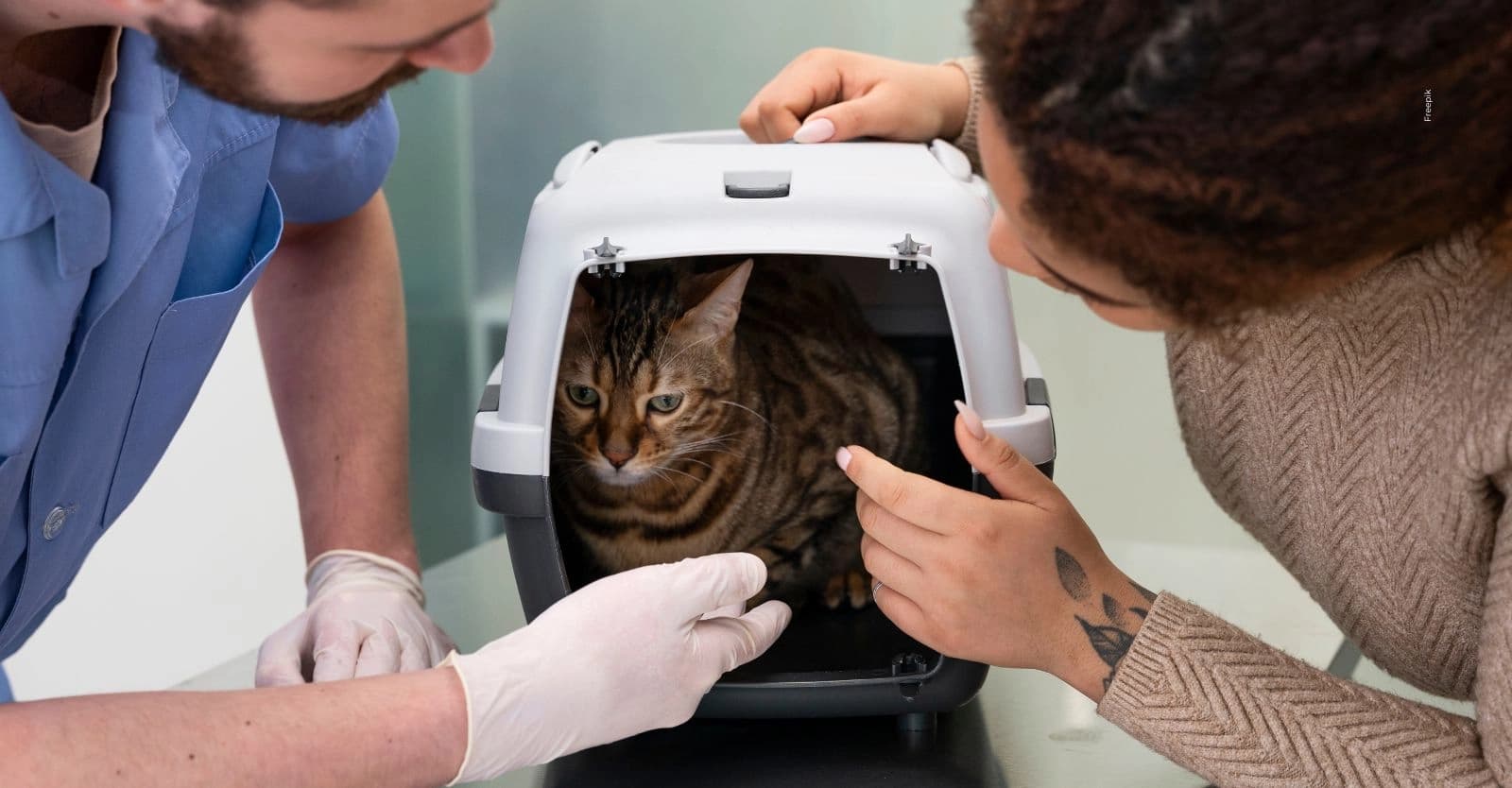 Bogotá abre cupos gratuitos de esterilización para perros y gatos en mayo de 2026: ¿Cómo aplicar?