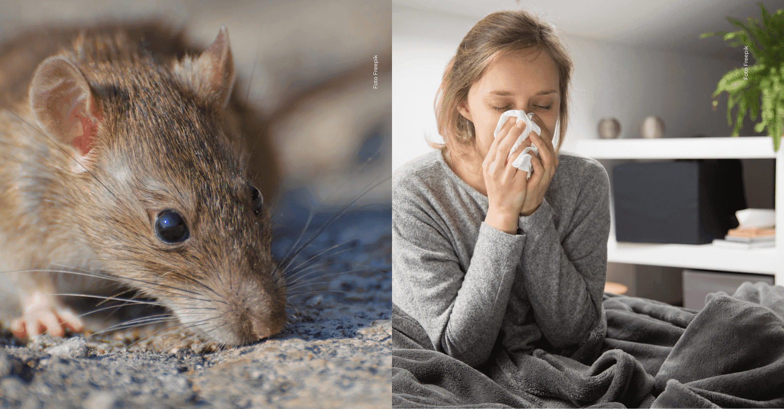 Enfermedades por roedores: cómo prevenir e identificar riesgos como el hantavirus en casa y durante viajes