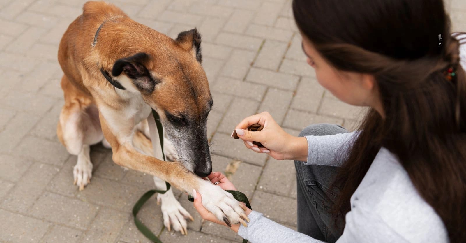 Congreso debate propuestas para atender animales heridos en accidentes de tránsito.