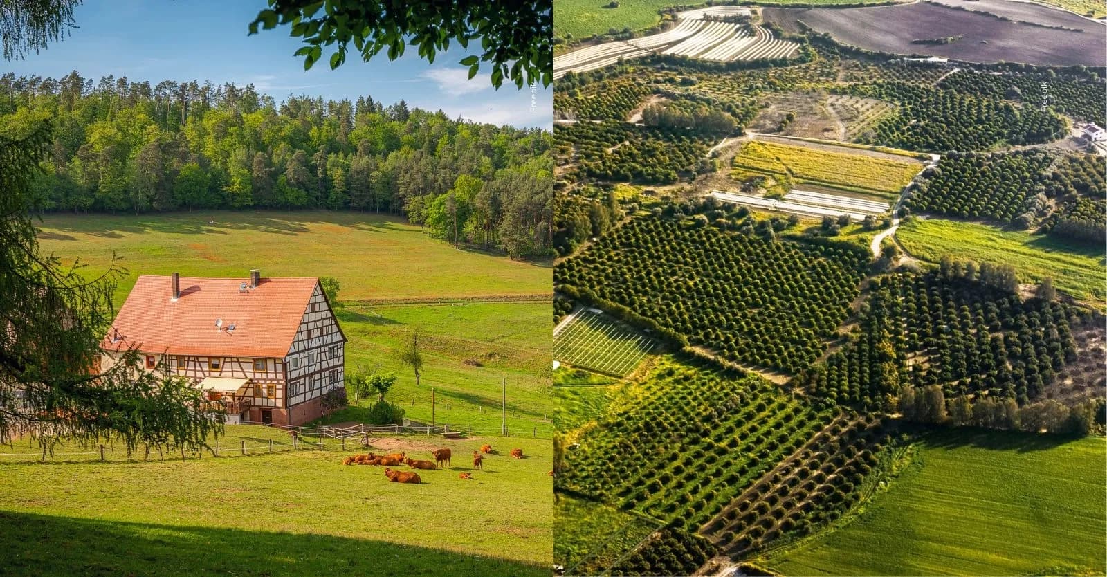 Banco Agrario abre remates judiciales para comprar casas y lotes desde $14 millones: así puede participar en las subastas públicas de 2026