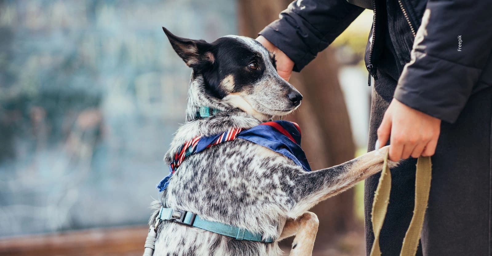 Príncipe, el perro que fue salvado tras ser hallado herido y abandonado en Yotoco.