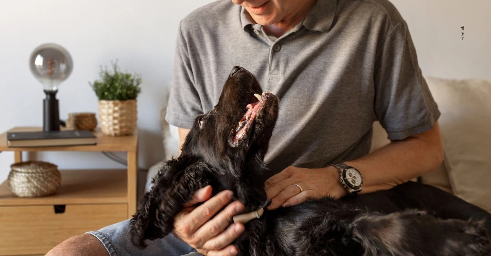 Así puedo masajear a mi perro de manera correcta.