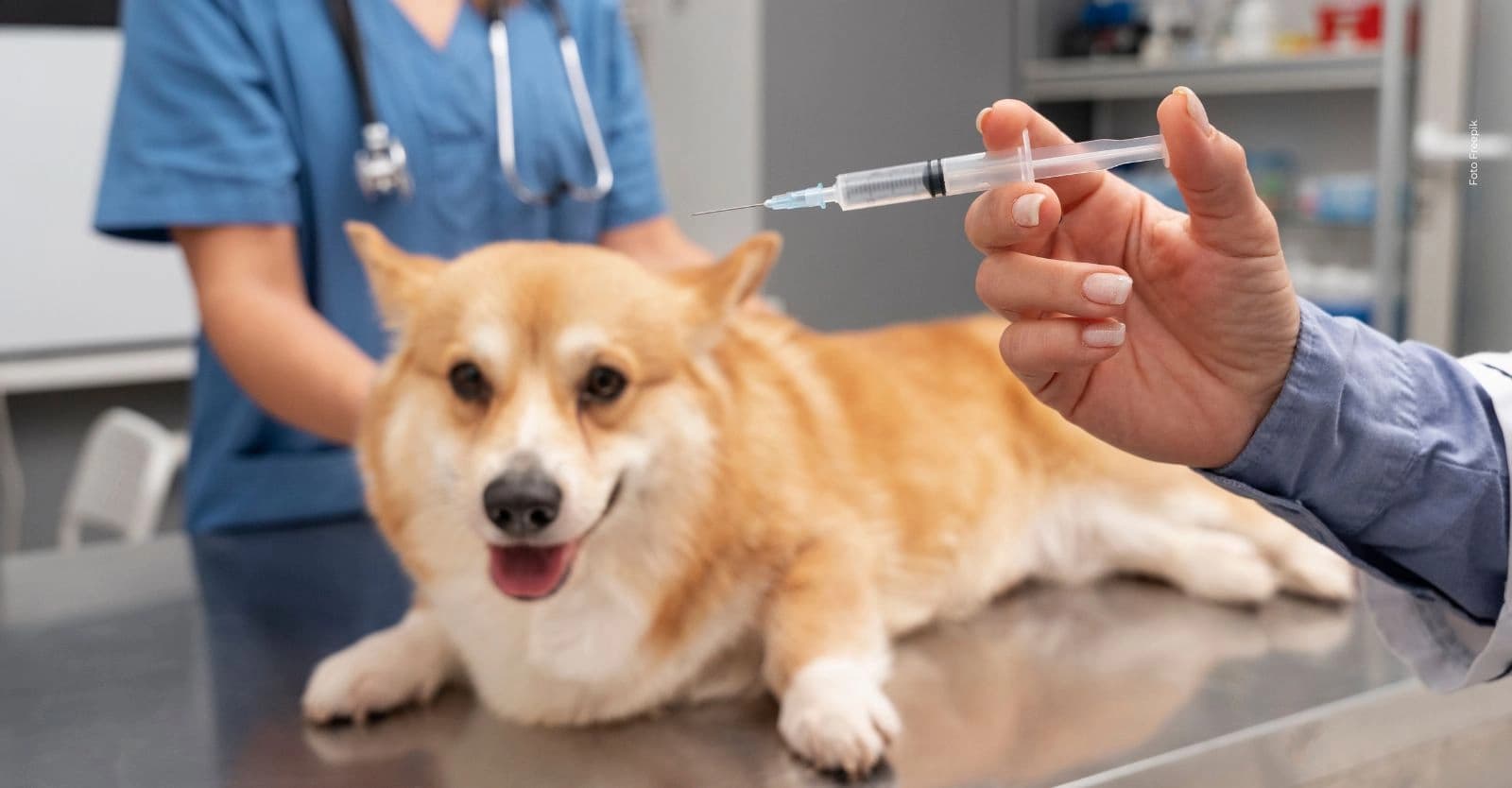 Vacunación gratis contra la rabia para perros y gatos en Bogotá ¿Dónde están ubicados los puntos?