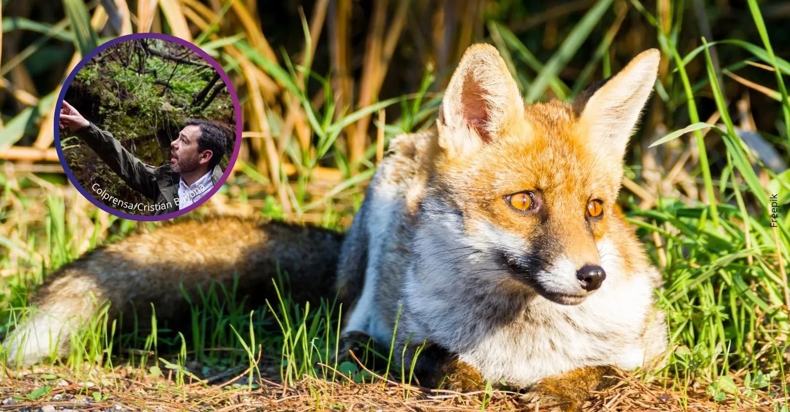 ¿Qué hacer si se encuentra con un zorro perruno en Bogotá?: Alcaldía explica las medidas a seguir