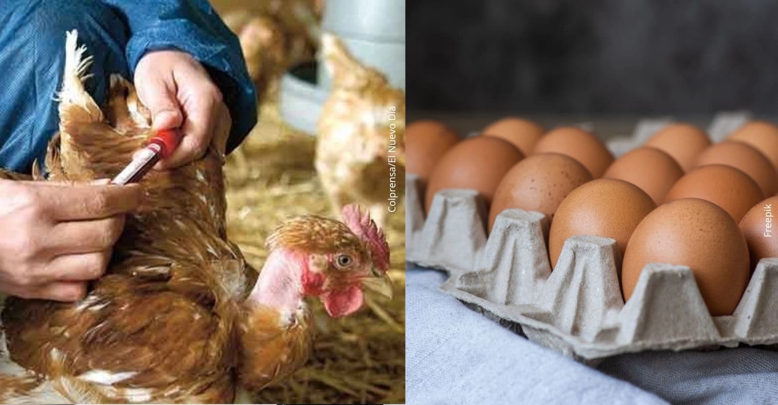 Brote de influencia aviar en Colombia: ¿Qué sucede con el consumo del pollo y huevos?