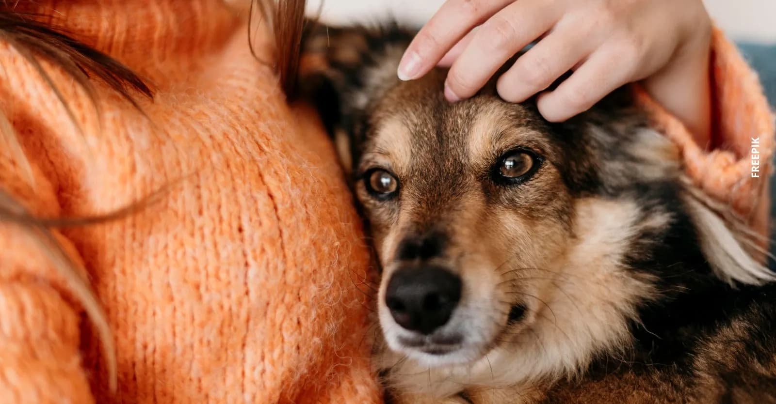 Bogotá inaugura una nueva jornada de adopción dando una segunda oportunidad a animales en estado de abandono.