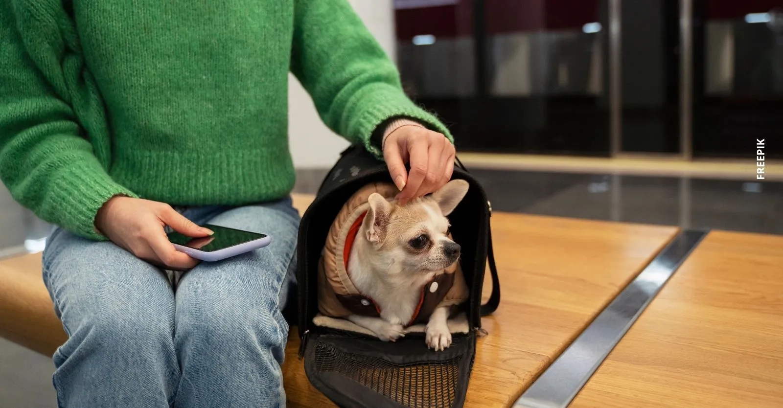 Así debe ser un viaje seguro con tu mascota
