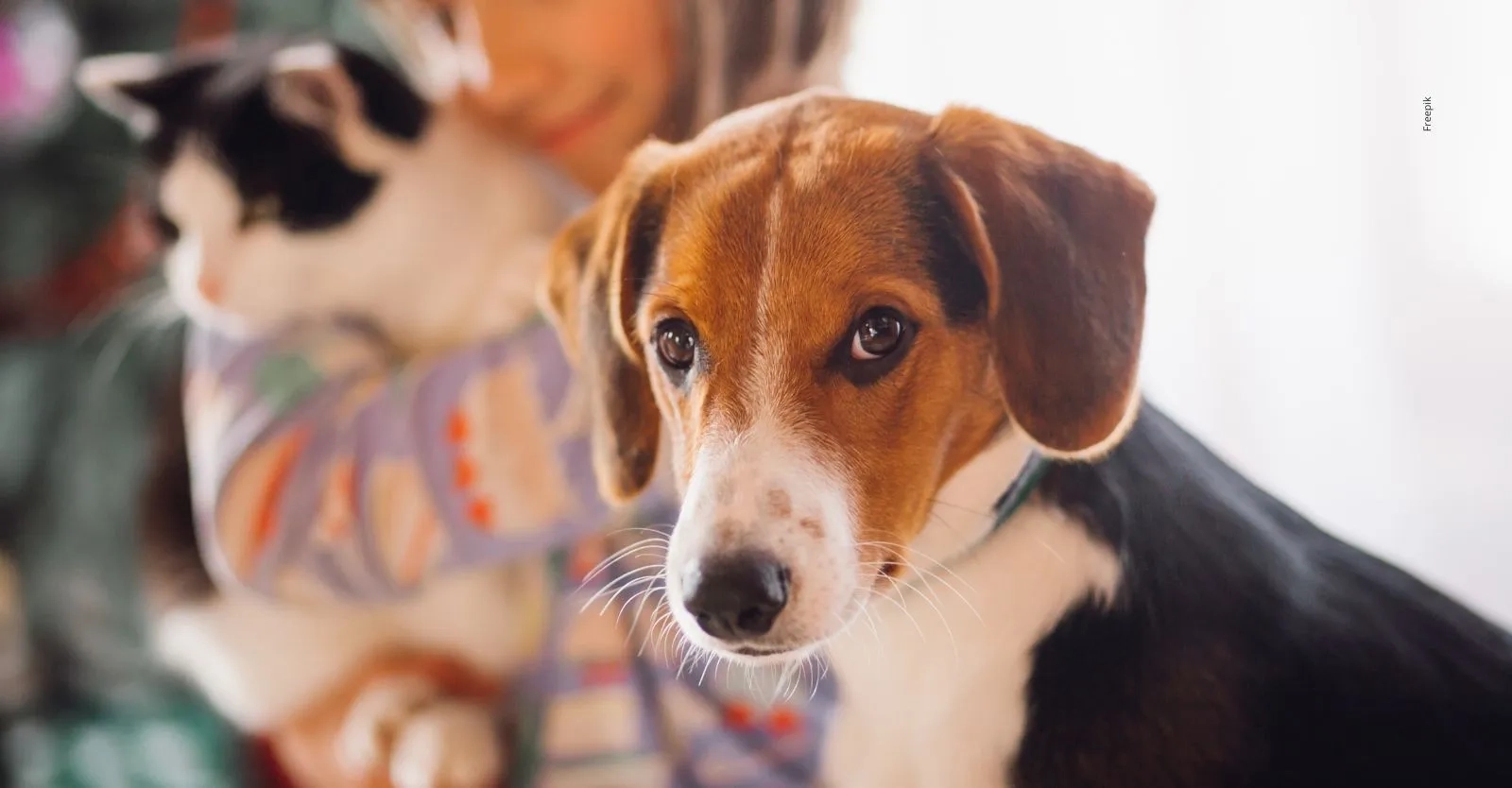 Adoptar en Bogotá: nueva oportunidad para darle una segunda vida a perros y gatos rescatados.
