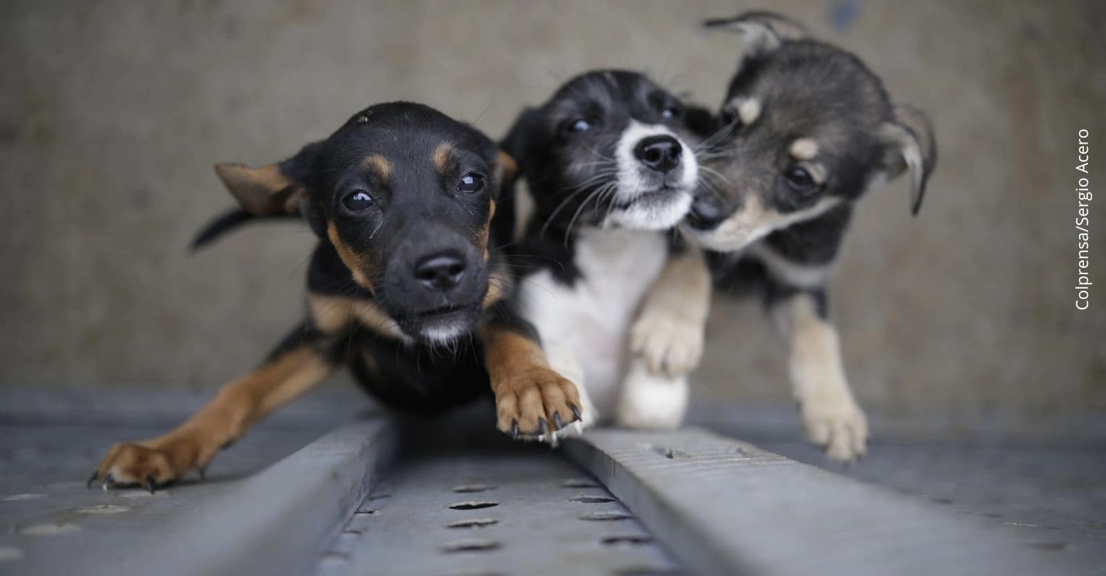 Fundación Animal lanza convocatoria de voluntarios: ¿En qué ciudad y qué fechas?