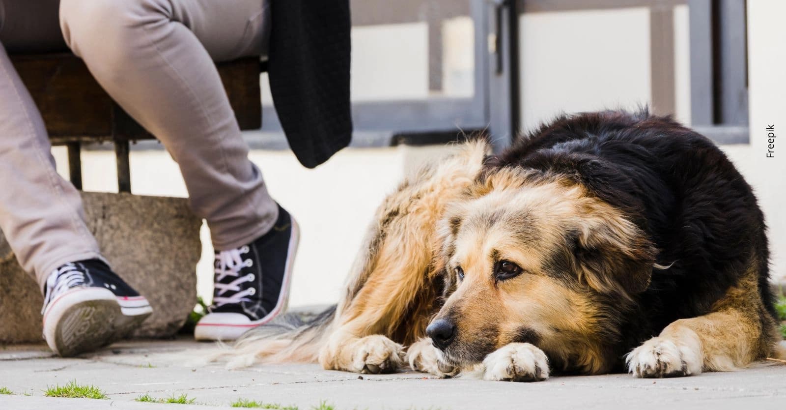 Autoridades advierten sobre peligrosa amenaza para mascotas en zonas verdes de Bogotá