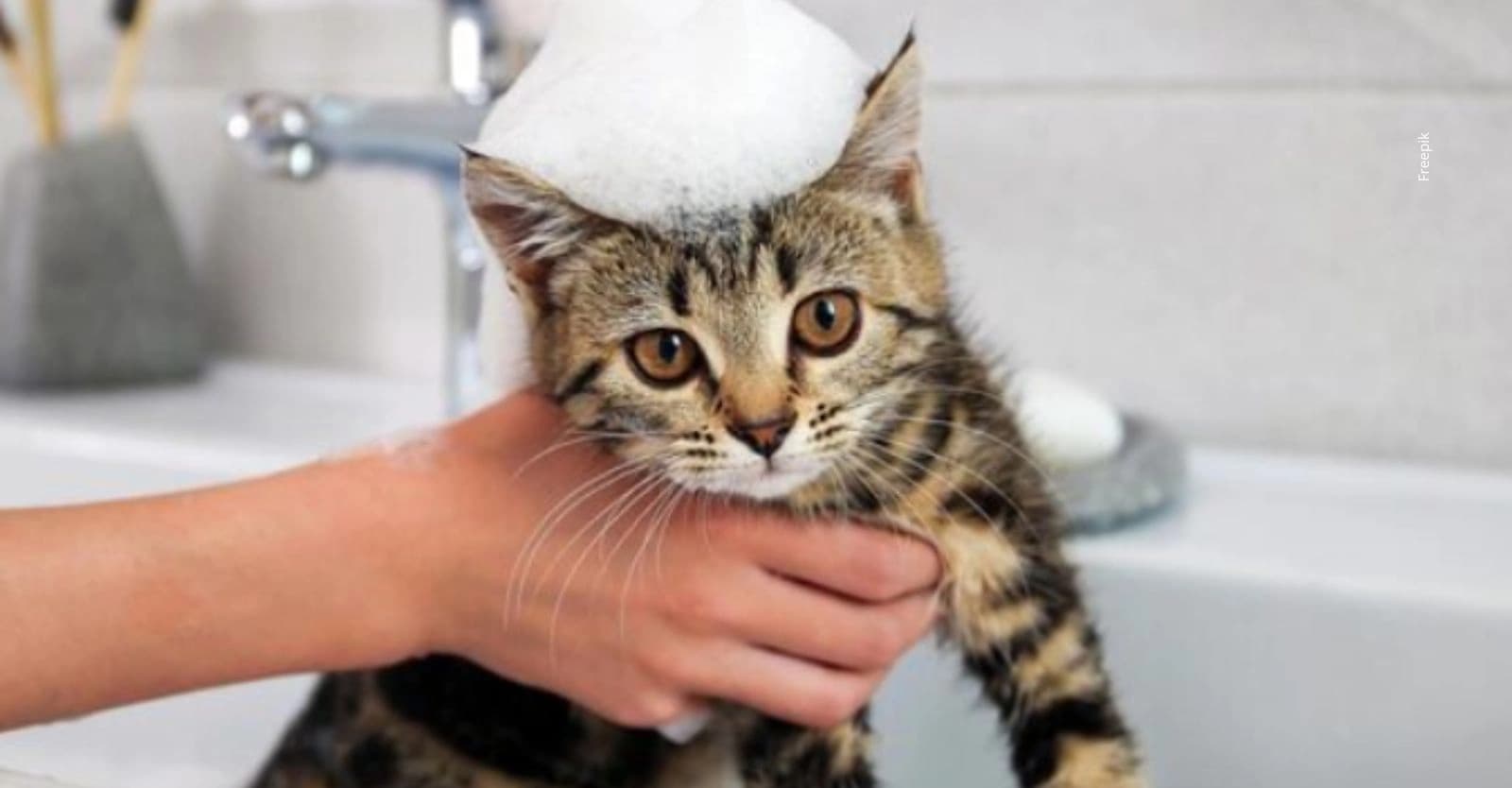 ¿Cuándo se puede bañar un gato? Lo que dicen los veterinarios.