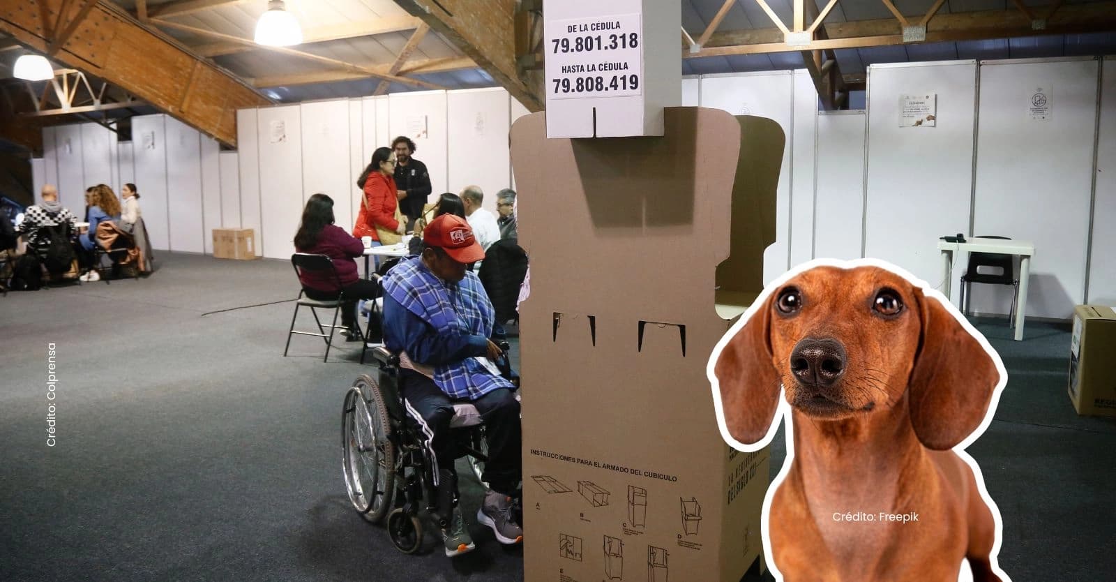 Elecciones 8 de marzo: ¿puedes ir a votar con tu mascota el día de elecciones?