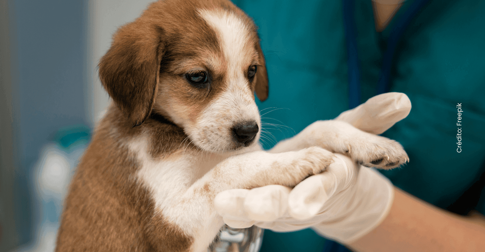 Esterilización gratis para perros y gatos en Bogotá 2026