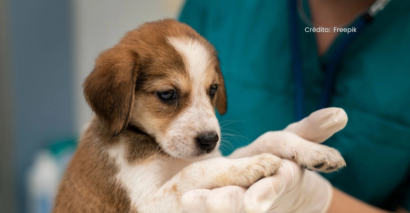 Jornada de esterilización gratuita para perros y gatos en Soacha: Fechas y lugares donde se realizarán