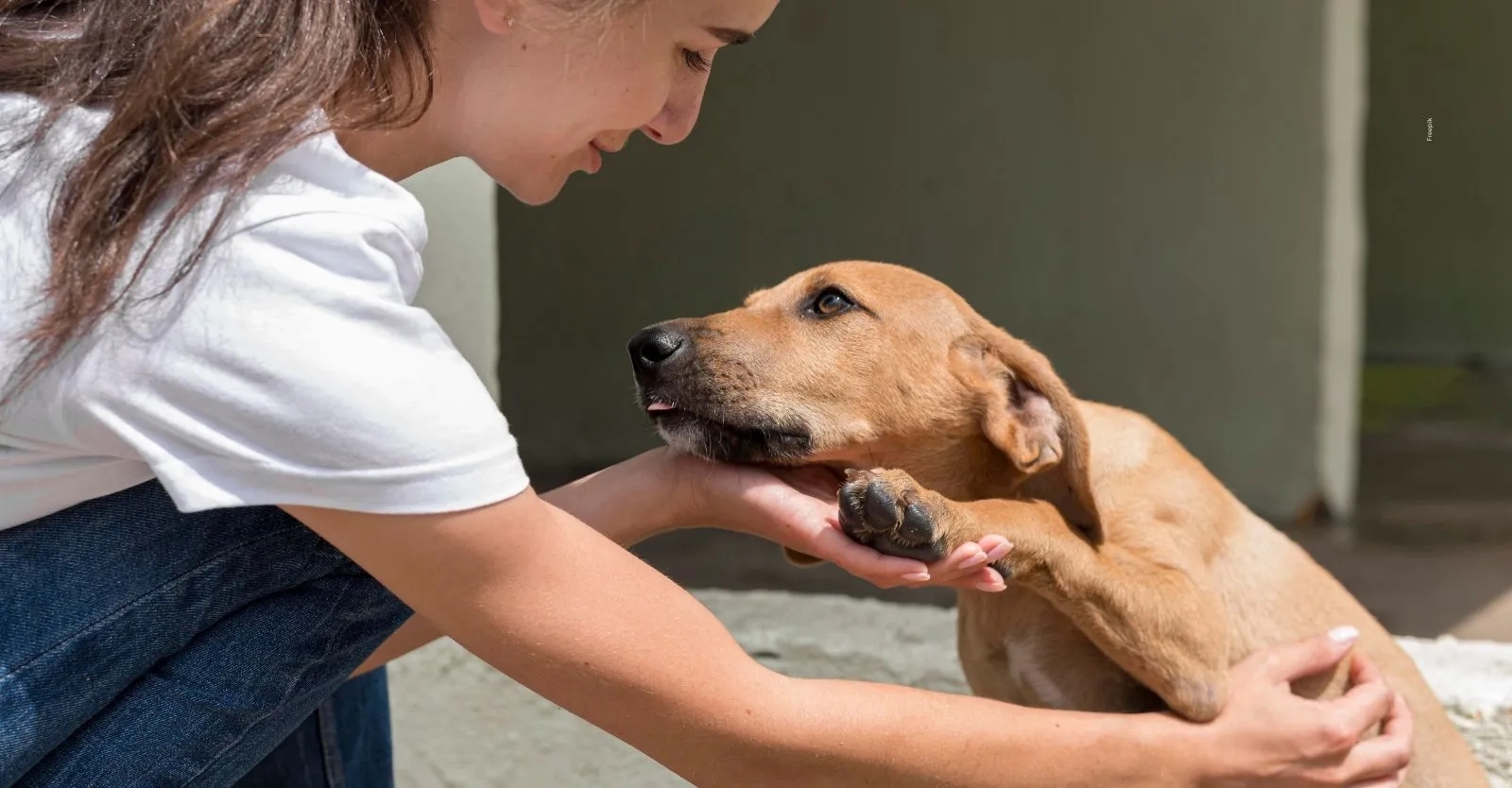 80 animales buscarán hogar en la gran jornada de adopción en Medellín.