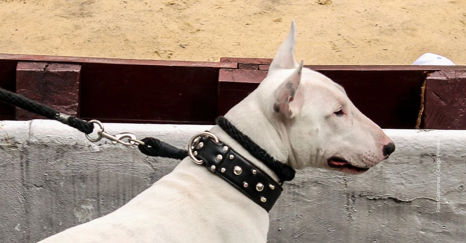 Registro obligatorio de perros de manejo especial en Bogotá: pasos y requisitos