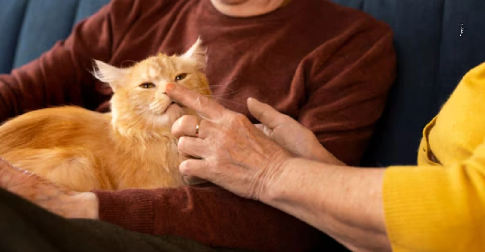 ¿Cómo eligen los gatos a su persona favorita?