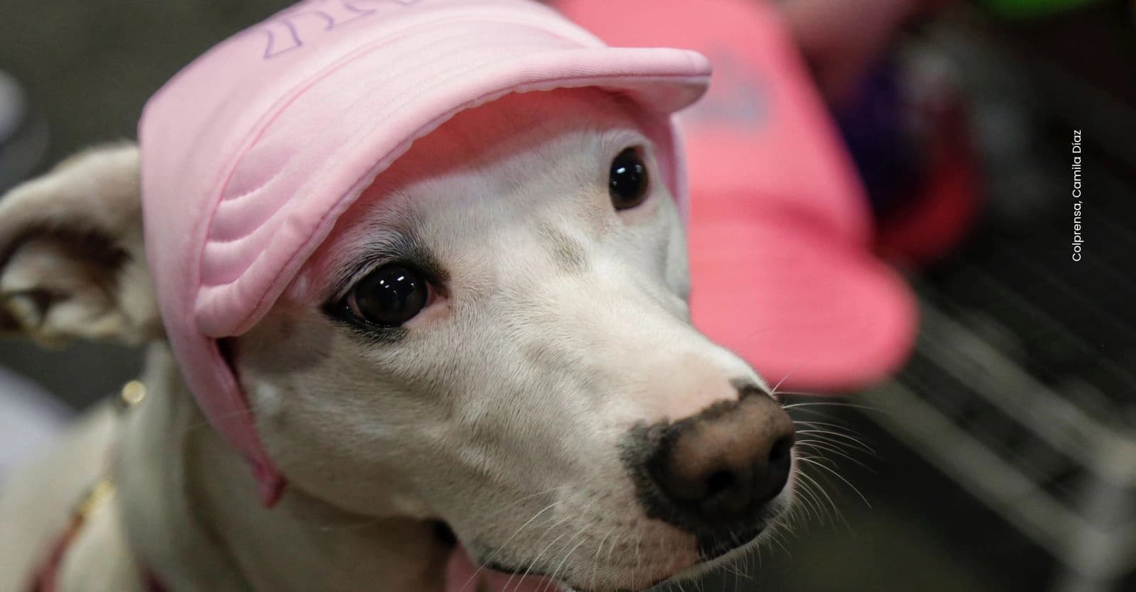 Conoce como puedes postular vivienda como hogar de paso para perros y gatos rescatados