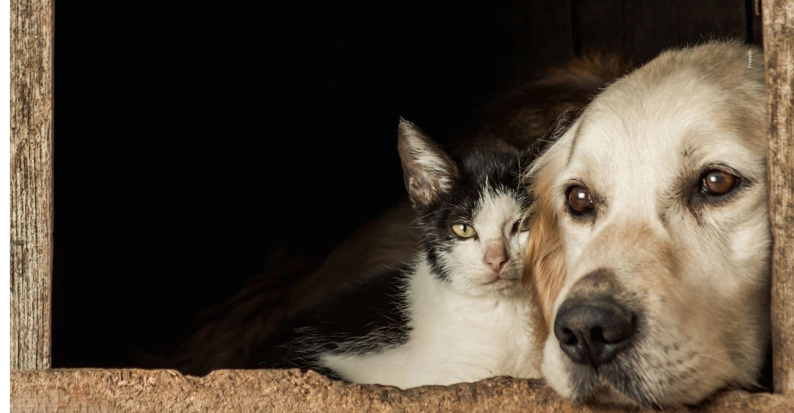 Mascotas perdidas en Bogotá: así puede reportar perros y gatos extraviados.